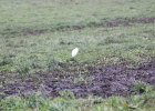 Cattle Egret (39)