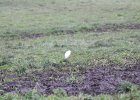 Cattle Egret (40)