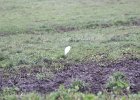Cattle Egret (41)