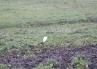 Cattle Egret (42)