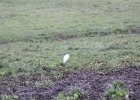 Cattle Egret (43)