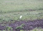 Cattle Egret (44)