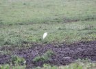 Cattle Egret (45)