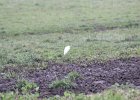 Cattle Egret (46)
