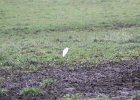 Cattle Egret (47)