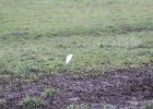 Cattle Egret (48)