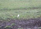 Cattle Egret (49)