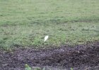 Cattle Egret (50)