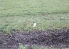 Cattle Egret (51)