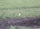 Cattle Egret (52)