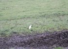 Cattle Egret (53)