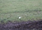 Cattle Egret (54)