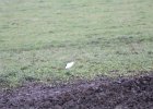 Cattle Egret (55)