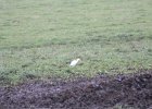 Cattle Egret (56)
