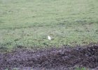 Cattle Egret (57)