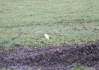 Cattle Egret (58)