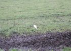 Cattle Egret (59)