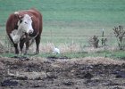 Cattle Egret (66)