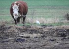 Cattle Egret (68)
