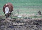 Cattle Egret (69)