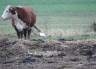 Cattle Egret (71)
