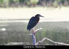 017 - 190 Green Heron