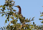 101Green Heron (20)