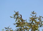 Green Heron (18)
