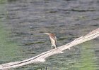 Green Heron (20)