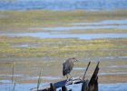Green Heron (24)