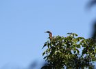 Green Heron (5)