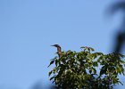 Green Heron (6)