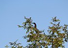 Green Heron (7)