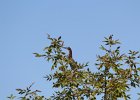 Green Heron (8)