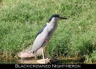 017 - 191 Black-crowned Night-Heron