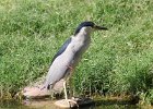 101Black-crowned Night-Heron