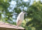 Black-crowned Night-Heron (1)