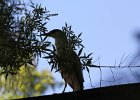 Black-crowned Night-Heron (10)