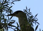 Black-crowned Night-Heron (11)