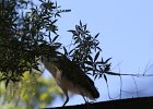 Black-crowned Night-Heron (12)