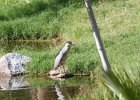Black-crowned Night-Heron (13)