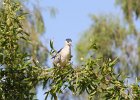 Black-crowned Night-Heron (14)
