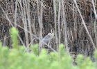 Black-crowned Night-Heron (15)
