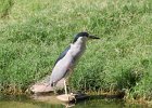 Black-crowned Night-Heron (8)
