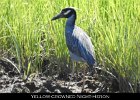 017 - 192 Yellow-crowned Night-Heron