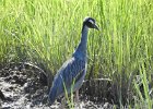 Yellow-crowned Night-Heron (12)