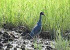 Yellow-crowned Night-Heron (13)