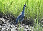 Yellow-crowned Night-Heron (14)