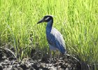 Yellow-crowned Night-Heron (20)
