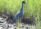 Yellow-crowned Night-Heron (24)